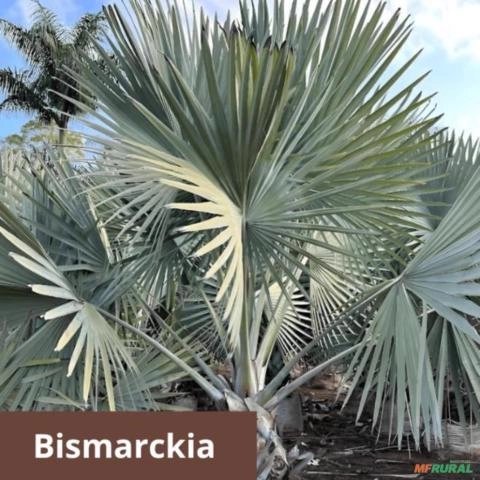 Palmeira Bismarckia Imagem Palmeira Bismarckia