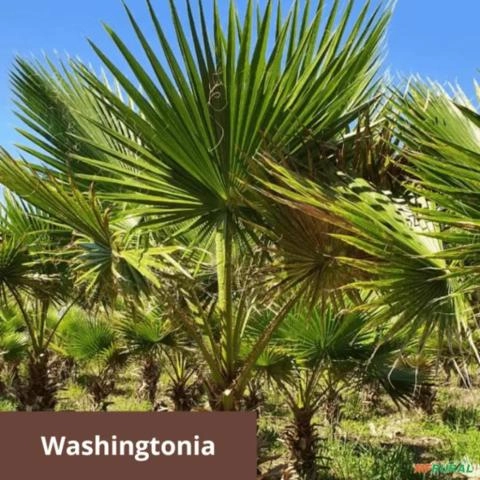 Palmeira Washingtonia Imagem Palmeira Washingtonia