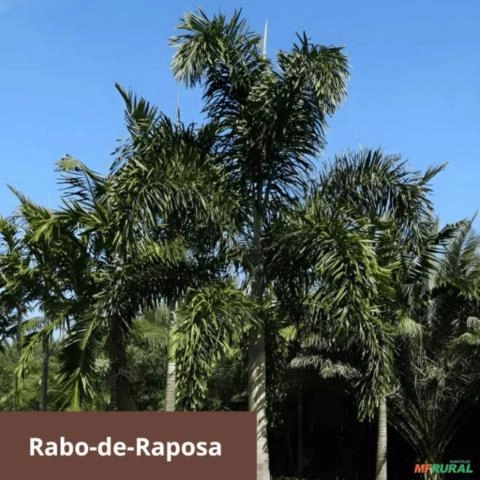 Palmeira Rabo-de-Raposa Adulta Imagem Palmeira Rabo-de-Raposa Adulta