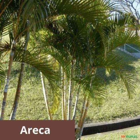 Palmeira Areca Imagem Palmeira Areca