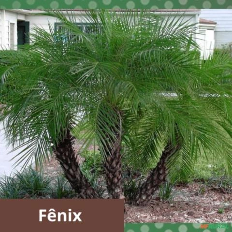 Palmeira Fênix Imagem Palmeira Fênix