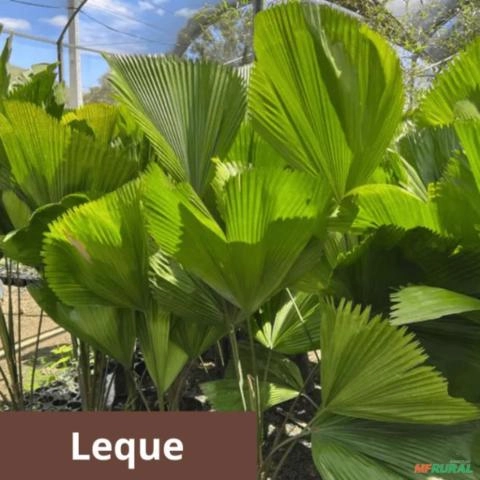 Palmeira Leque Imagem Palmeira Leque