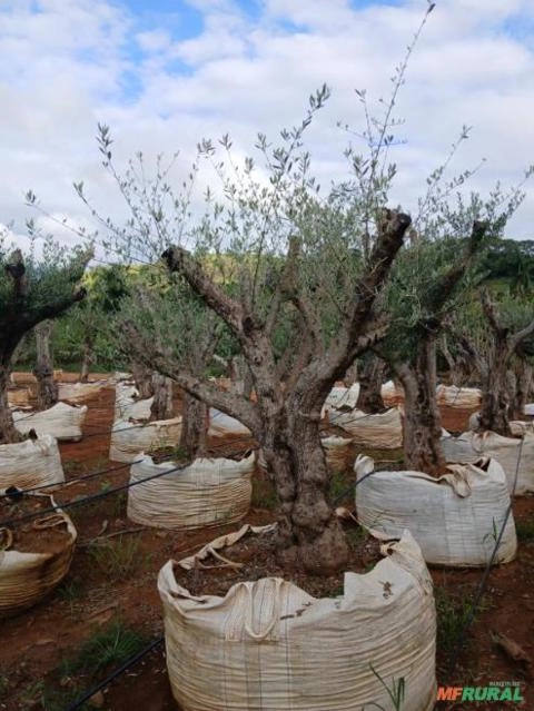 Oliveira Adultas por R$10.000,00 Imagem Oliveira Adultas por R$10.000,00