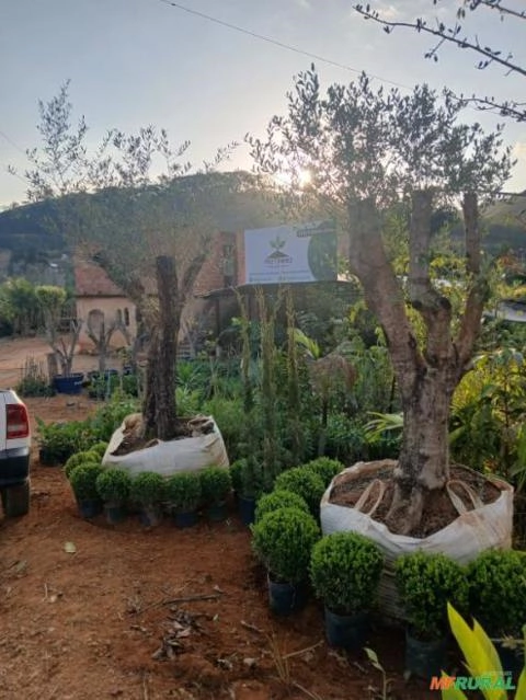 Oliveira Adulta de 30 Anos para Paisagismo Imagem Oliveira Adulta de 30 Anos para Paisagismo