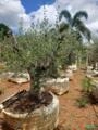 Oliveiras Imagem Oliveiras