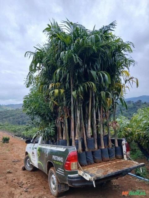 Palmeira Carpentaria para Paisagismo e Jardins – R$ 60,00 a Muda Imagem Palmeira Carpentaria para Paisagismo e Jardins – R$ 60,00 a Muda