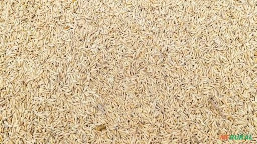 Arroz com casca Imagem Arroz com casca