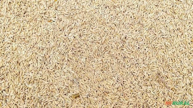 Arroz com casca Imagem Arroz com casca