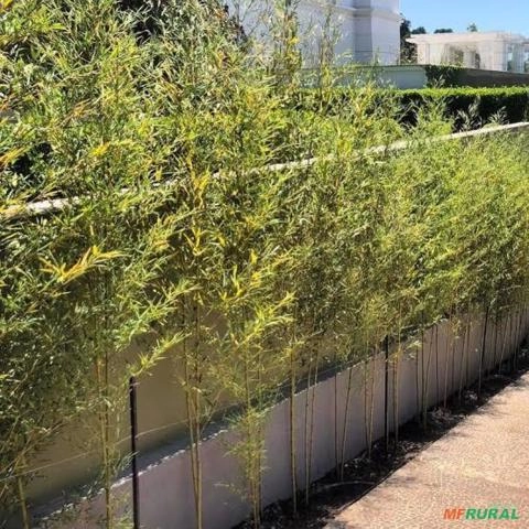 Muda Bambu vara de pescar Imagem Muda Bambu vara de pescar