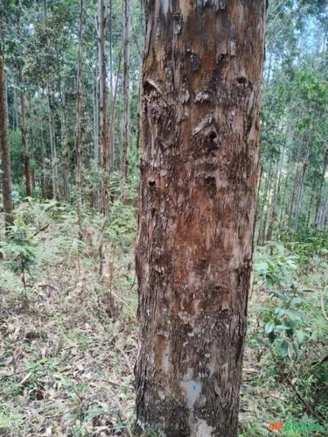 EUCALIPTO PARA SER RETIRADO Imagem EUCALIPTO PARA SER RETIRADO