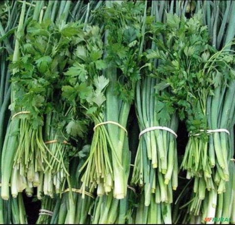 Cheiro verde Salsa e cebolinha Imagem Cheiro verde Salsa e cebolinha