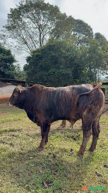 Touro angus com senepol (SENANGUS) Imagem Touro angus com senepol (SENANGUS)