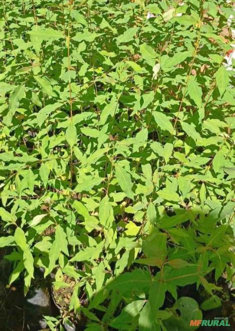 Eucalipto Arco-íris Imagem Eucalipto Arco-íris