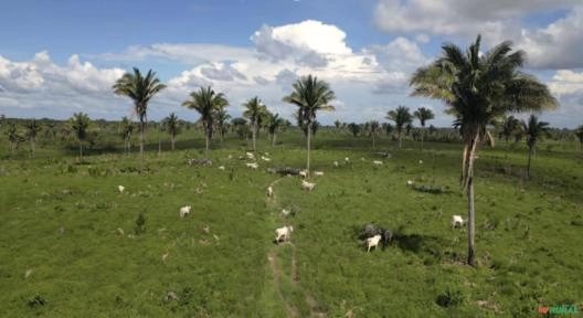 Fazenda em Bom Jardim-Ma: Investimento de Primeira Linha Para 883215