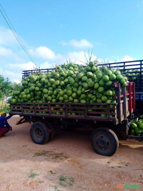 Coco verde Imagem Coco verde