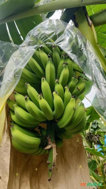 Banana Prata Imagem Banana Prata