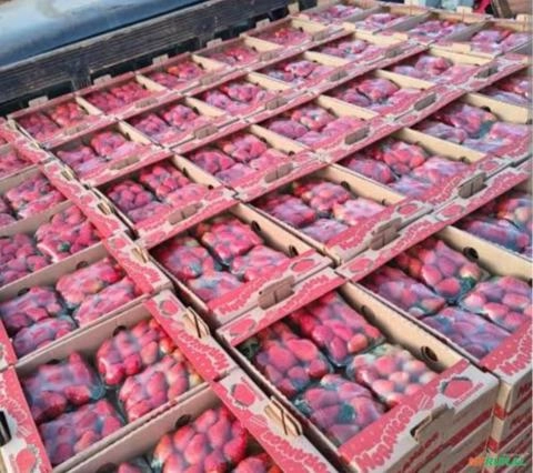 Morangos frescos e congelados Imagem Morangos frescos e congelados