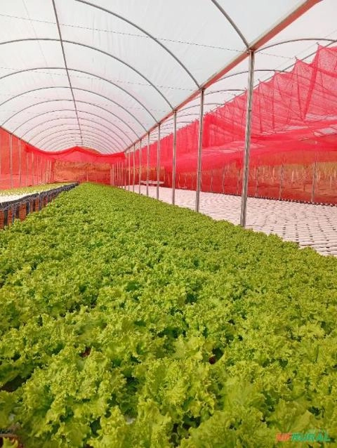 Alface hidroponica Imagem Alface hidroponica