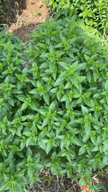 MANJERICÃO IN NATURA (FRESCO) Imagem MANJERICÃO IN NATURA (FRESCO)