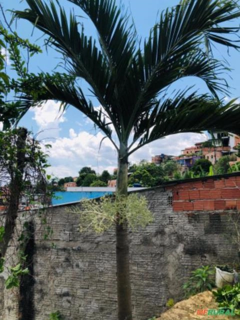 Palmeira imperial Imagem Palmeira imperial