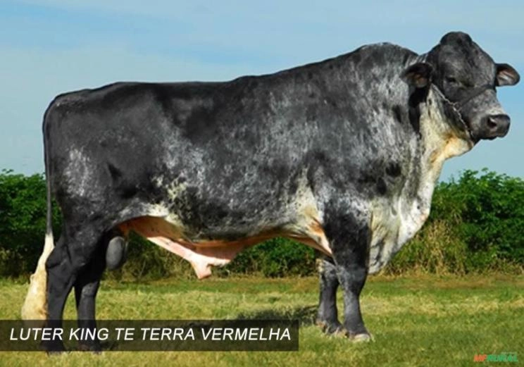 SEMEN SEXADO TOURO LUTER KING TE TERRA VERMELHA Imagem SEMEN SEXADO TOURO LUTER KING TE TERRA VERMELHA