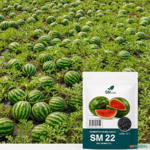 Imagem Melancia SM22 alta produtividade Imagem Melancia SM22 alta produtividade