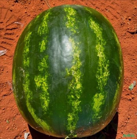 Imagem Melancia SM22 alta produtividade Imagem Melancia SM22 alta produtividade