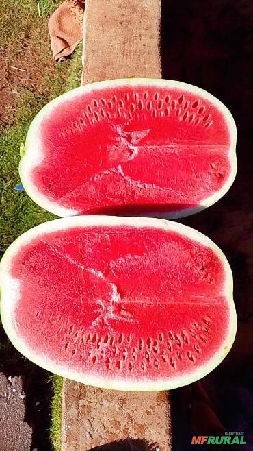 Imagem Melancia SM22 alta produtividade Imagem Melancia SM22 alta produtividade