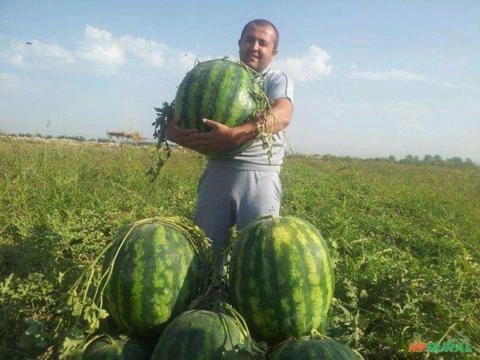 Imagem Melancia SM22 alta produtividade Imagem Melancia SM22 alta produtividade