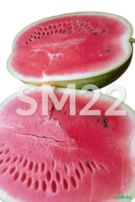 Imagem Melancia SM22 alta produtividade Imagem Melancia SM22 alta produtividade