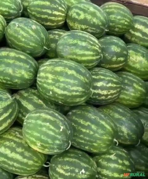Imagem Melancia SM22 alta produtividade Imagem Melancia SM22 alta produtividade