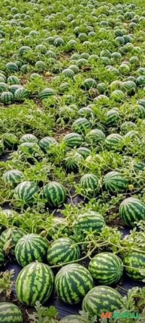 Imagem Melancia SM22 alta produtividade Imagem Melancia SM22 alta produtividade