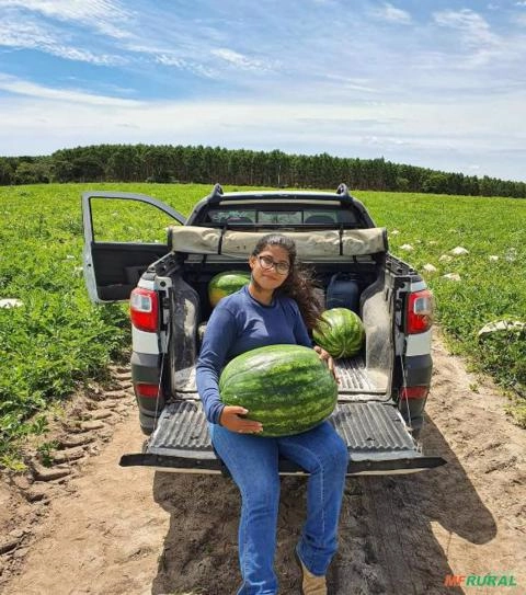 Imagem Melancia SM22 alta produtividade Imagem Melancia SM22 alta produtividade