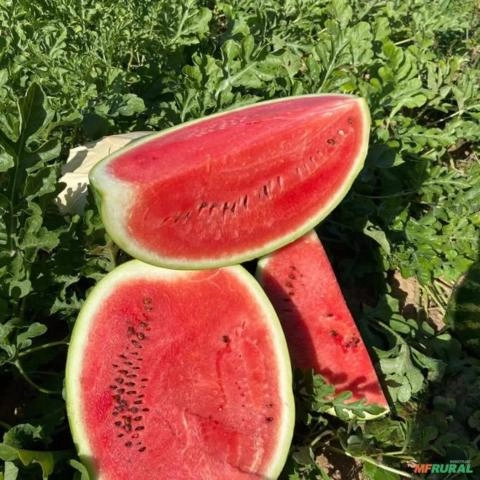 Imagem Melancia SM22 alta produtividade Imagem Melancia SM22 alta produtividade