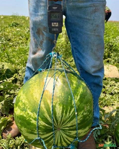 Imagem Melancia SM22 alta produtividade Imagem Melancia SM22 alta produtividade