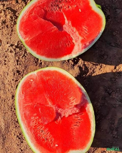 Imagem Melancia SM22 alta produtividade Imagem Melancia SM22 alta produtividade