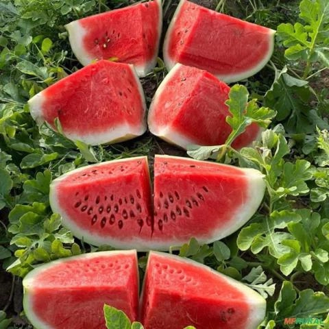 Imagem Melancia SM22 alta produtividade Imagem Melancia SM22 alta produtividade