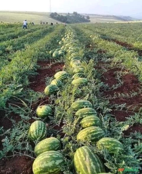 Imagem Melancia SM22 alta produtividade Imagem Melancia SM22 alta produtividade