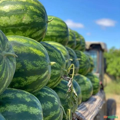 Imagem Melancia SM22 alta produtividade Imagem Melancia SM22 alta produtividade