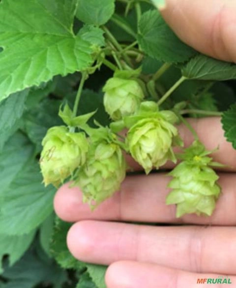 Muda Lupulo Diversos Tipos Imagem Muda Lupulo Diversos Tipos