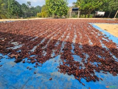 Amendoa de cacau Imagem Amendoa de cacau