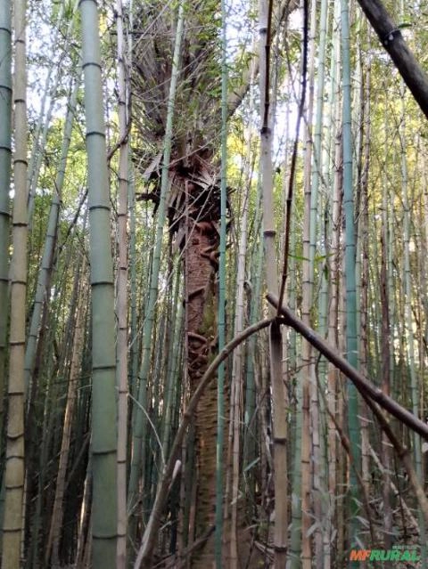 Butiá enorme 8 metros de caule Imagem Butiá enorme 8 metros de caule