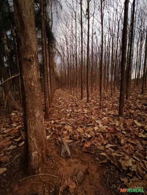 VENDA MADEIRA TECA A CORTAR Imagem VENDA MADEIRA TECA A CORTAR