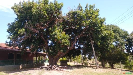 Oliveira centenária Imagem Oliveira centenária