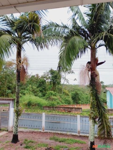 Palmeira adulta Imagem Palmeira adulta