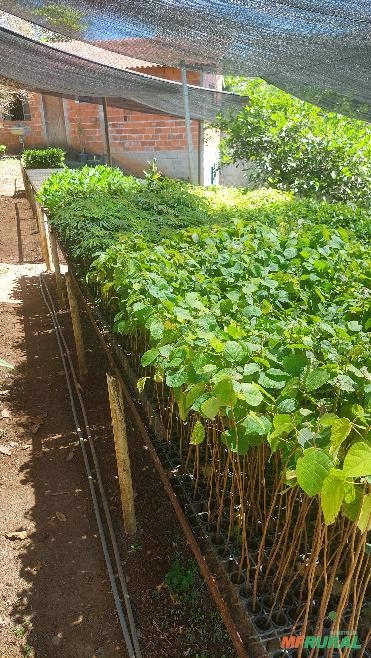 Mudas Nativas Imagem Mudas Nativas