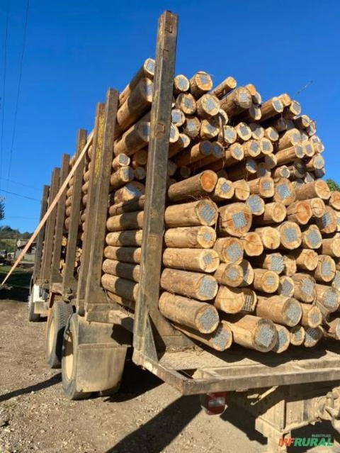 EUCALIPTO TRATADO DIRETO DA INDÚSTRIA Imagem EUCALIPTO TRATADO DIRETO DA INDÚSTRIA