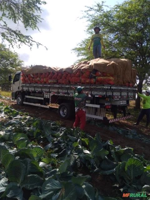 Repolho Imagem Repolho