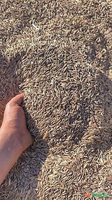 Aveia ucraniana Imagem Aveia ucraniana