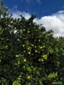 Laranja Bahia – Fazenda Shalom Incerpi, Itirapina /SP Imagem Laranja Bahia – Fazenda Shalom Incerpi, Itirapina /SP